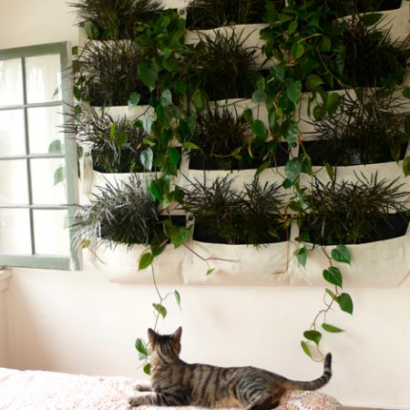 Plante Dormitor